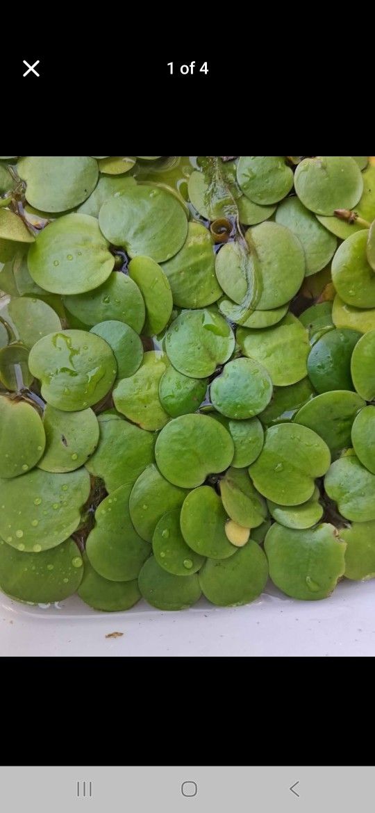 Frogbit