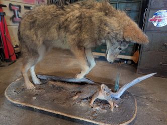 Coyote Pouncing A Squirrel Full Body Mount 