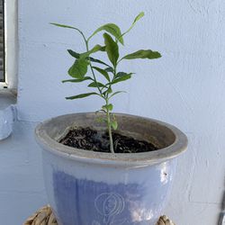 Lemon Tree In Ceramic Pot
