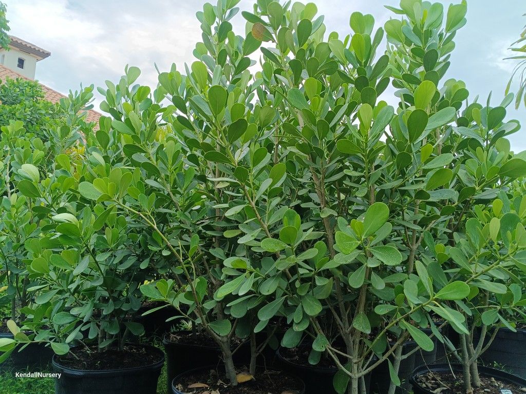 Clusia 25gl 6ft $95 Privacy Hedge Plants πΏπΏπ‘