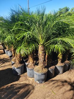 Pigmy Dates Palms One Trunk $130 
