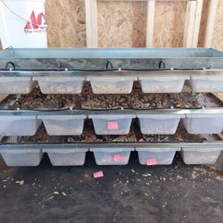 Rodent Rack 