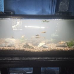 60 Gallon Aquarium Complete