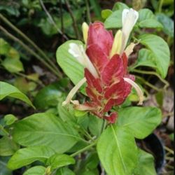 Shrimp 🍤 Plants For Hummingbirds