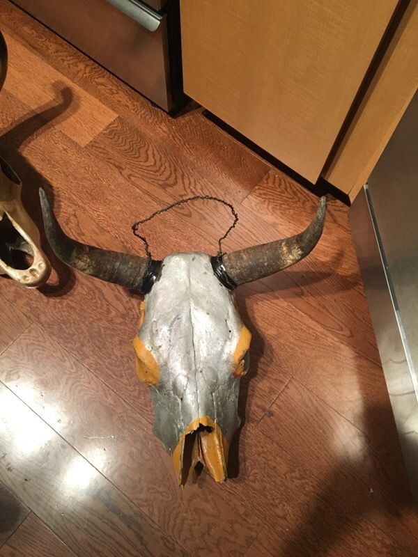 Real Steer Cow Skull for Sale in Houston, TX OfferUp