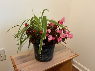 Mixed Flower Planter – Spider Plant & Begonias