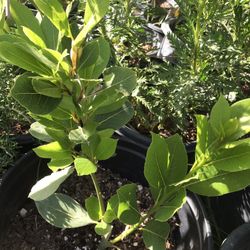 Bay Leaf Plant