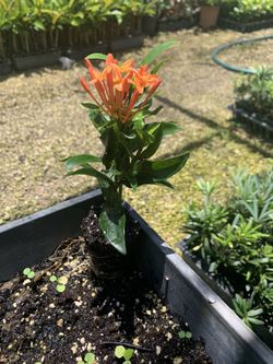 Ixora Carmen