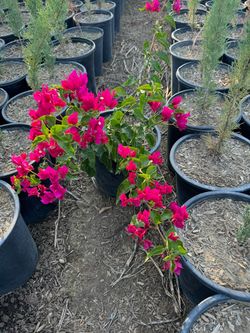 Bougainvillea