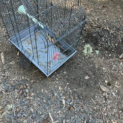 Bird Cage 