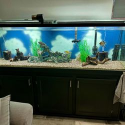 Fish Tank 200 Gallon