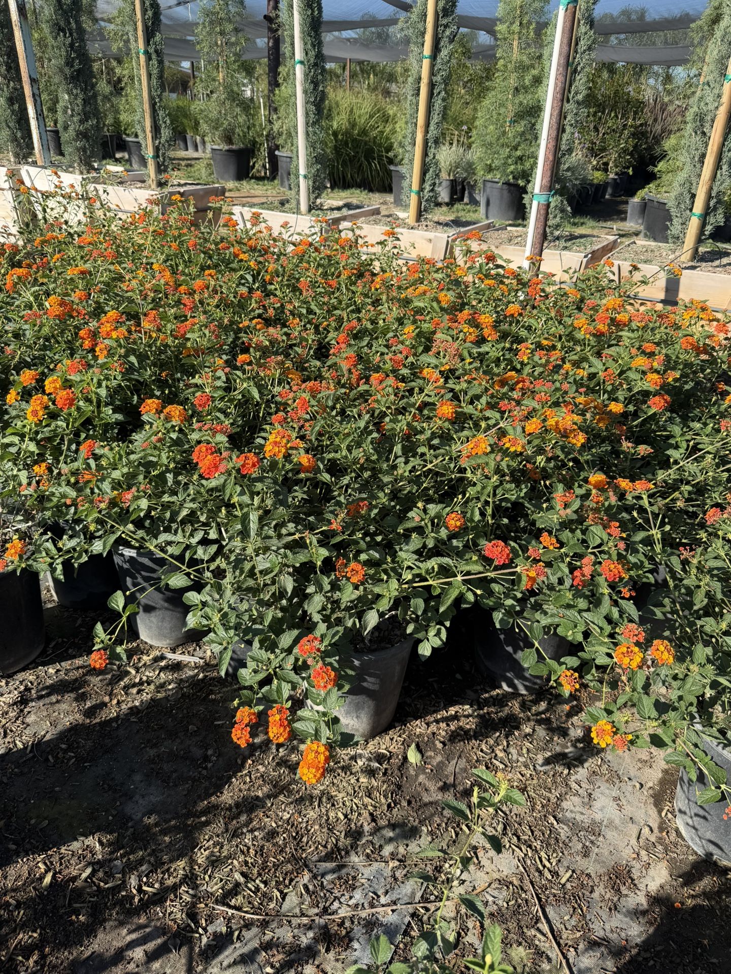Lantanas 5 Gallons