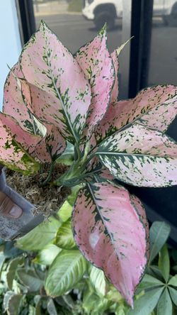 Aglaonema pink