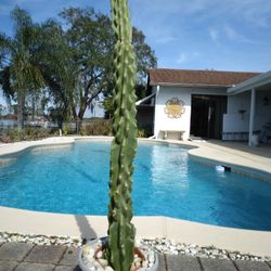 38" Monstrose Peruvian Apple Cactus Cutting $80 -Ship $15 -White Flowers Red Edible Fruit 