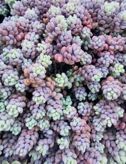 RARE Sedum Minor Plant Starts