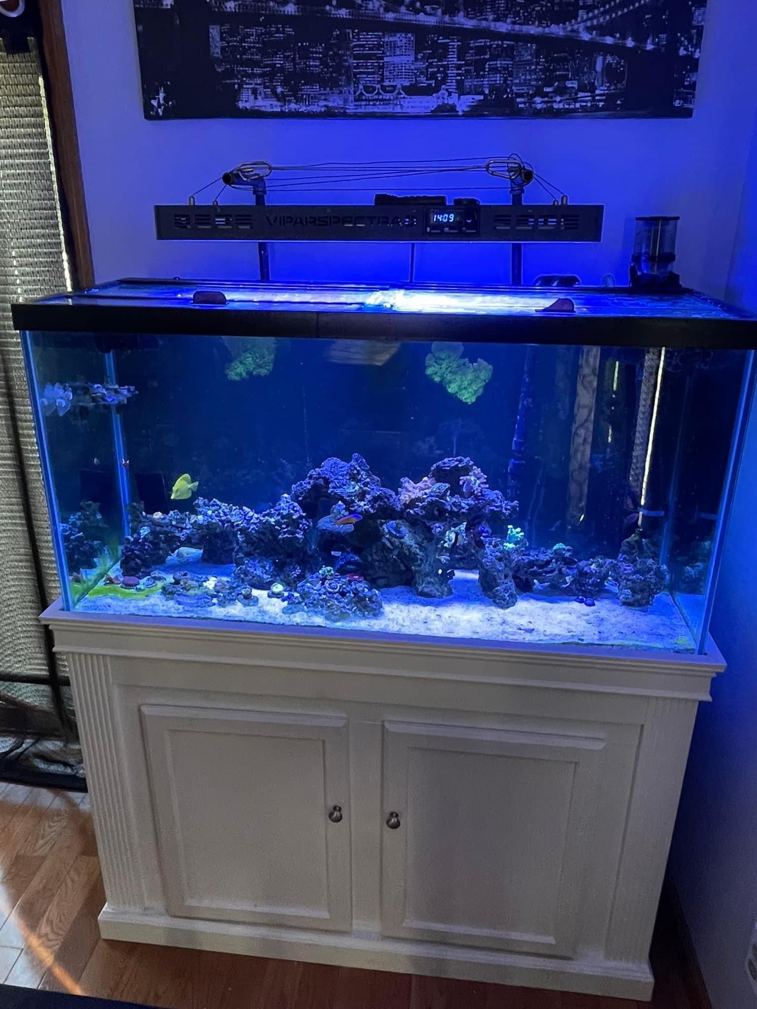 90g Saltwater tank w/ Everything