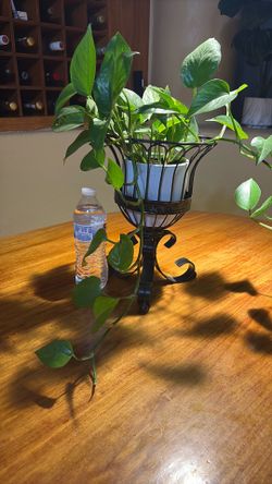 Healthy real plant (with vase)