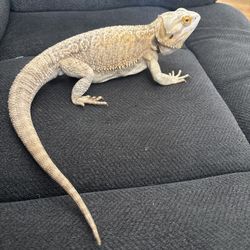 Reptile Tank