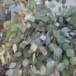 Silver Dollar Eucalyptus 