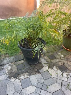 Pigmy Date Palm trees