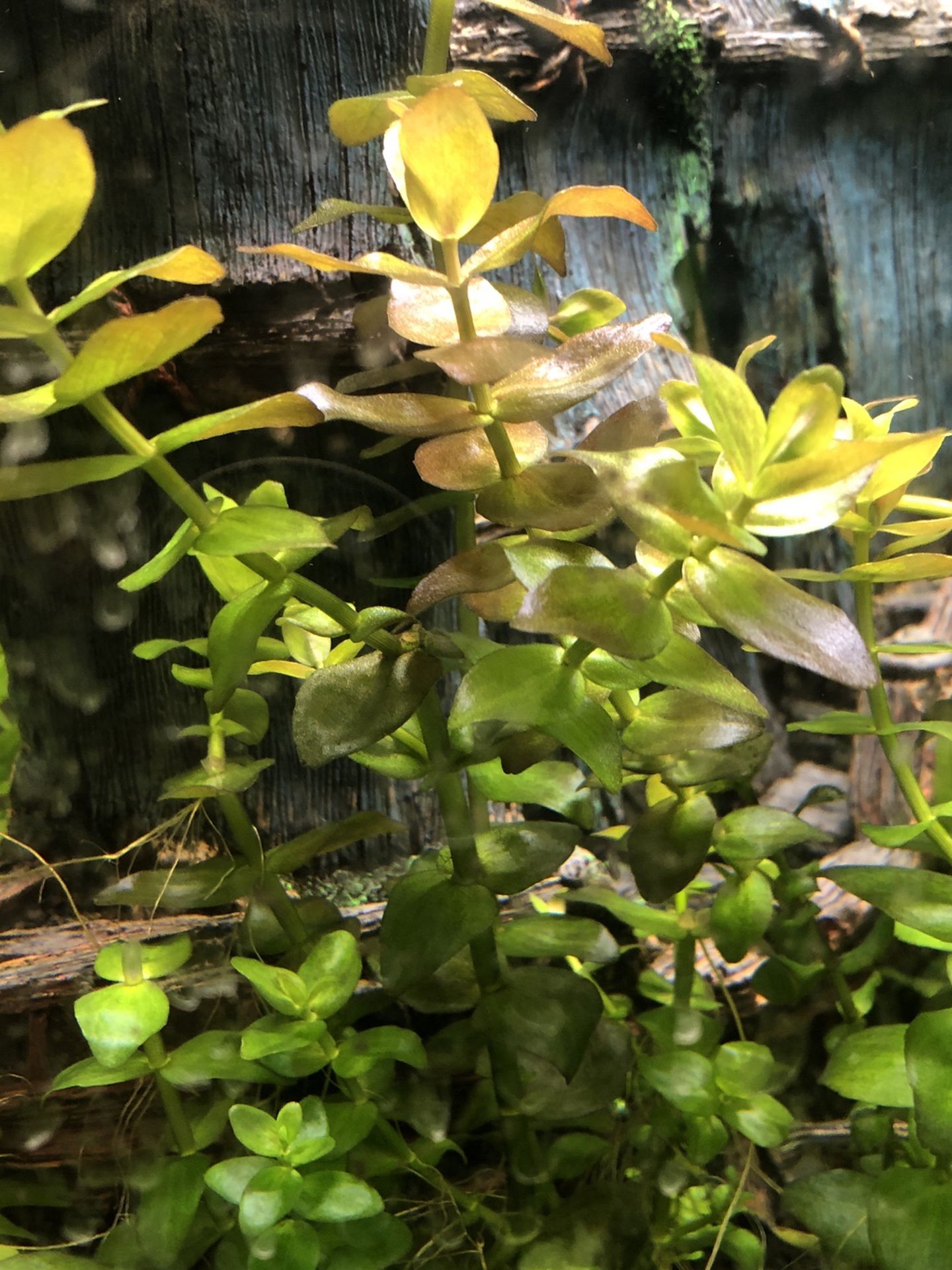 Bacopa carolininia live aquarium plants