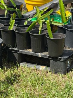 Dragon Fruit Cuttings in Pots
