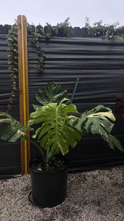 MONSTERA THAI CONSTELLATION