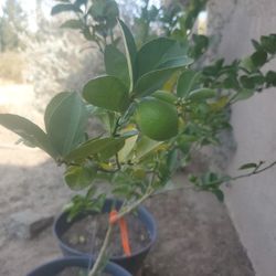 Key Lime Tree