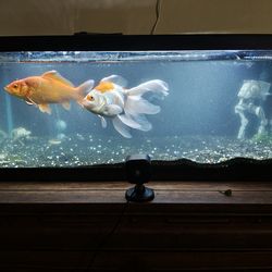 Jumbo Goldfish 1 jumbo long tail Ryukin and 1 jumbo common