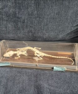 REPTILE SKELETONS