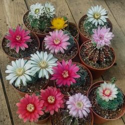 Gymnocalycium Cactus 🌵 Plants 🪴 