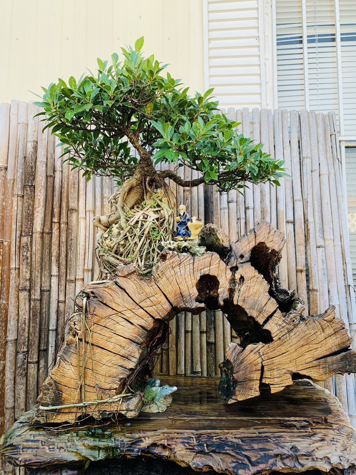 Bonsai for Sale in Hialeah, FL OfferUp