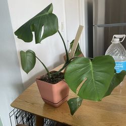 House Plant 
