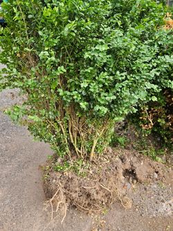Boxwoods