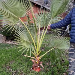 mexican Fan palm 