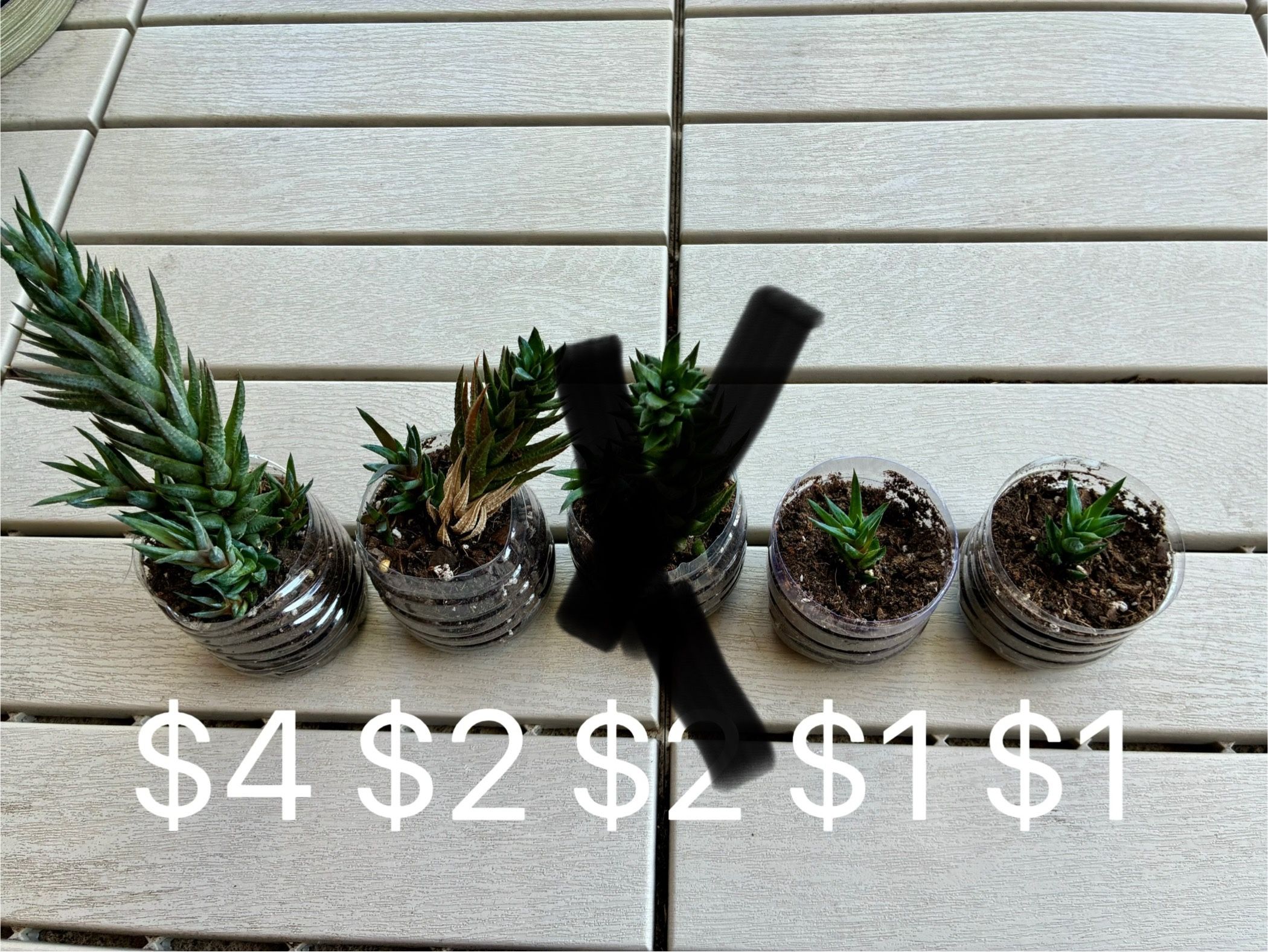 Haworthia succulents