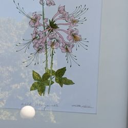 "WILD Honeysuckle"