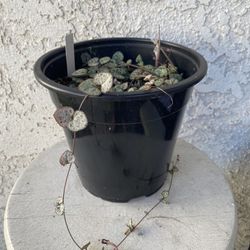 1.5 Gallon Pot Succulent Plant - Ceropegia Woodii - String of Hearts - Trailing Succulent - Rooted & Established - Drought Resistant 🪴❤️ 