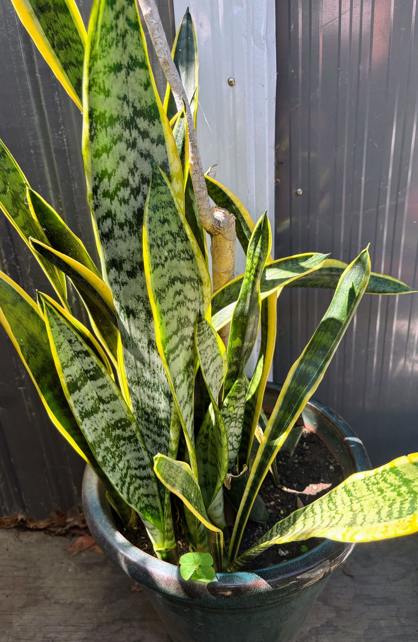 Plant 