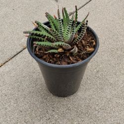 Haworthia Zebra Plant SUCCULENT