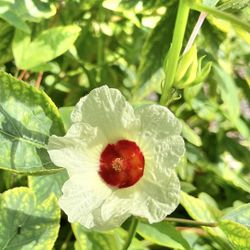 RARE White Roselle / Sorrel (Hibiscus) Seeds - Pack of 15