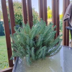 SUCCULENT  STARTS 