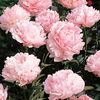 Peonies