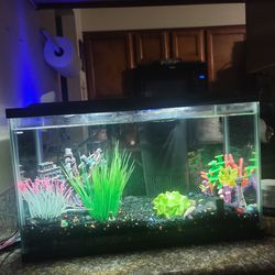 10 Gallon Fish Tank And Accessories With Fish