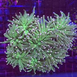 Torch, hammer And Frogspawn Fake Coral Decorations