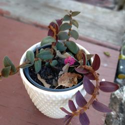 Purple Teddy Bear Plant (Vine) - Cyanotis Tradescantia


