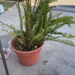 Fern Plant
