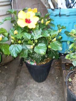 X3 Hibiscus 🌸