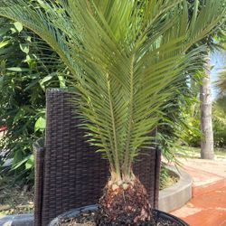 Beautiful Sago Palm For Sale