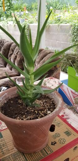 Aloe vera Healthy and best air purifying house plant in the new pot